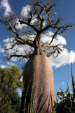 PLANT - BAOBAB - ADANSONIA RUBROSTIPA - BOTTLE BAOBAB - BERENTY RESERVE MADAGASCAR (10).JPG
