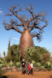 PLANT - BAOBAB - ADANSONIA RUBROSTIPA - BOTTLE BAOBAB - BERENTY RESERVE MADAGASCAR (3).JPG