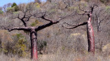 PLANT - BAOBAB - ADANSONIA SUAREZENSIS - MADAGASCAR BAOBAB AND OTHER SPECIES - DIEGO SUAREZ MADAGASCAR (7).JPG