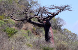 PLANT - BAOBAB - ADANSONIA SUAREZENSIS - MADAGASCAR BAOBAB AND OTHER SPECIES - DIEGO SUAREZ MADAGASCAR.JPG