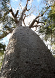 PLANT - BAOBAB - ADANSONIA ZA - LARGEST TREE IN KIRINDY - KIRINDY NATIONAL PARK MADAGASCAR (5).JPG