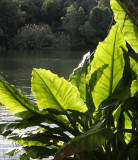 PLANT - ELEPHANT EARS - ANDOHAHELA NATIONAL PARK MADGASCAR (2).JPG