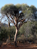 PLANT - EUPHORBIA ENTEROPHORA - ANDOHAHELA NATIONAL PARK - BASE CAMP (2).JPG