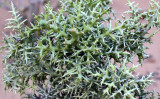 PLANT - EUPHORBIA STENOCLADA - BERENTY RESERVE MADAGASCAR (7).JPG
