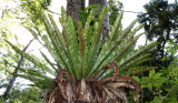 PLANT - FERN - APLENIUM NIDUS - BIRDS-NEST FERN - MONTAGNE DAMBRE NATIONAL PARK  (2).JPG