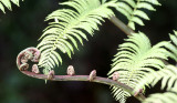 PLANT - FERN - MANTADIA NATIONAL PARK MADAGASCAR (3).JPG