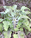 PLANT - KALANCHOE BEHARENSIS - ANDOHAHELA NATIONAL PARK MADAGASCAR (9).JPG