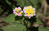 PLANT - LANTANA SPECIES - MONTAGNE D'AMBRE NATIONAL PARK MADAGASCAR (8).JPG