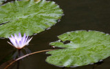 PLANT - LILY - NYMPHAEA SPECIES - MANTADIA NATIONAL PARK MADGASCAR.JPG