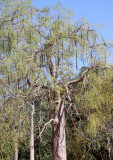 PLANT - MORINGA HILDEBRANDTII - BERENTY RESERVE MADAGASCAR (3).JPG