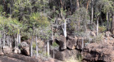PLANT - PACHYPODIUM LAMEREI - ANDOHAHELA NATIONAL PARK MADAGASCAR - XEROPHYTIC PLANT COMMUNITY (2).JPG