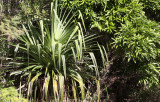 PLANT - PANDANUS SPECIES - ANDOHAHELA NATIONAL PARK MADAGASCAR (2).JPG