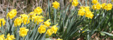 AMARYLLIDACEAE - NARCISSIS SPECIES - DAFFODILS - LAKE FARM TRAILS (4).JPG