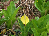 ARACEAE - LYSICHITUM AMERICANUM - SKUNK CABBAGE - ELWHA RIVER VALLEY (5).JPG