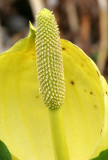 ARACEAE - LYSICHITUM AMERICANUM - SKUNK CABBAGE - ELWHA RIVER VALLEY.JPG