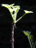 ARALIACEAE - OPLOPANAX HORRIDUS - DEVIL'S CLUB - HEART OF THE FOREST TRAIL - ONP.JPG