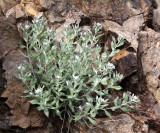 ASTERACEAE - LUINA HYPOLEUCA - SILVERBACK LUINA - SPRUCE RAILROAD TRAIL ONP.JPG