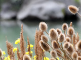 DIPSACACEAE - Dipsacus sylvestris - COMMON TEASEL - ELWHA RIVER MOUTH TRAILS (4).JPG