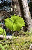 BERBERIDACEAE - ACHLYS TRIPHYLLA - VANILLA-LEAF OR DEER FOOT - SPRUCE RAILROAD TRAIL - ONP (4).JPG