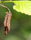 BETULACEAE - ALNUS RUBRA - RED ALDER - LAKE FARM TRAILS WA.JPG