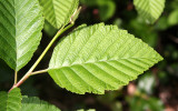 BETULACEAE - ALNUS RUBRA - RED ALDER - LEAF - WEST END OF OP (2).JPG