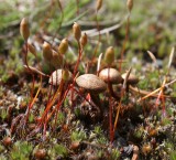 BRYOPHYTA - CERATODON PURPUREUS - RED ROOF MOSS - WITH BASIDIOCARP SPECIES.jpg