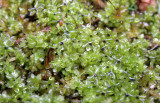 BRYOPHYTA - PLAGIOMNIUM INSIGNE - BADGE MOSS OR COASTAL LEAFY MOSS - HALL OF MOSSES ONP (3).JPG