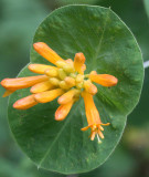 CAPRIFOLIACEAE -  LONICERA CILIOSA - WESTERN TRUMPET HONEYSUCKLE OR ORANGE HONEYSUCKLE - LAKE FARM TRAILS (2).JPG