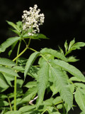 CAPRIFOLIACEAE - SAMBUCUS RACEMOSA - RED ELDERBERRY - WEST END OF OP - NEAR HOH RIVER (2).JPG