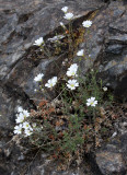 CARYOPHYLLACEAE - CERASTIUM ARVENSE - FIELD CHICKWEED - SPRUCE RAILROAD TRAIL - ONP.JPG