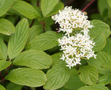 CORNACEAE - CORNUS STOLONIFERA - RED-OSIER DOGWOOD - ELWHA RIVER MOUTH TRAILS (4).JPG