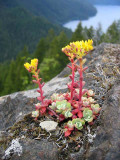 CRASSULACEAE - SEDUM SPATHULIFOLIUM - BROAD-LEAVED STONECROP - STORM KING TRAIL (7).jpg
