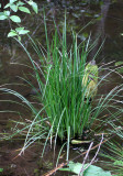 CYPERACEAE - CAREX KELLOGGII - KELLOGGS SEDGE - COTTONWOOD CAMPGROUND - WEST END ON HOH.JPG