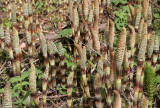 EQUISITACEAE - EQUISETUM TELMATIEA - GIANT HORSETAIL - LAKE FARM TRAILS.jpg