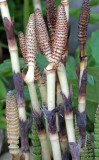 EQUISITACEAE - EQUISETUM TELMATIEA - HORSETAIL - LAKE FARM TRAILS (2).JPG