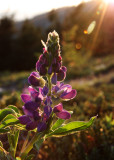 FABACEAE - LUPINUS LATIFOLIUS - BROADLEAF LUPINE - HURRICANE RIDGE TRAILS ONP.JPG