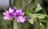 GERANIACEAE - GERANIUM SPECIES - SEQUIM WA.JPG