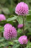 LEGUMINOSEAE - TRIFOLIUM SPECIES - CLOVER SPECIES - LAKE FARM TRAILS WA.JPG