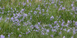 LILIACEAE - CAMASSIA QUAMASH - COMMON CAMAS - WEST END OF OP - NEAR HOH RIVER (3).JPG