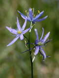 LILIACEAE - CAMASSIA QUAMASH - COMMON CAMAS - WEST END OF OP - NEAR HOH RIVER (7).JPG