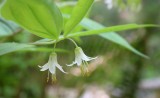 LILIACEAE - DISPORUM HOOKERI - HOOKERS - FAIRY BELLS - MARYMERE FALLS TRAIL.jpg