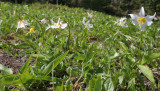 LILIACEAE - ERYTHRONIUM MONTANUM - AVALANCHE LILIES - HURRICANE RIDGE ONP (2).jpg