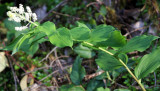 LILIACEAE - SMILACINA RACEMOSA - FALSE SOLOMON'S-SEAL - LAKE CRESCENT ROAD - ONP.JPG