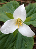 LILIACEAE - TRILLIUM OVATUM - WESTERN TRILLIUM - ONP (6).JPG