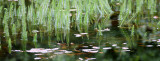 LYCOPODA - LYCOPODIUM SPECIES - CLUB MOSS SPECIES - LAKE FARM TRAILS (3).JPG