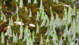 LYCOPODA - LYCOPODIUM SPECIES - CLUB MOSS SPECIES - LAKE FARM TRAILS.JPG