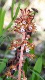 ORCHIDACEAE - CORALLORHIZA MACULATA - WESTERN CORALROOT - SPRUCE RAILROAD TRAIL - ONP (2).JPG