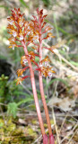 ORCHIDACEAE - CORALLORHIZA MACULATA - WESTERN CORALROOT - SPRUCE RAILROAD TRAIL - ONP (4).JPG