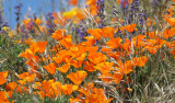 PAPAVERACEAE - ESCHSCHOLZIA CALIFORNICA - CALIFORNIA POPPY WITH LUPINUS SPECIES - SEQUIM PRAIRIE WA (14).JPG