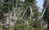 PINACEA - ABIES LASIOCARPA - SUBALPINE FIR - HURRICANE RIDGE ONP (3).jpg